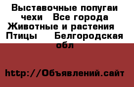Выставочные попугаи чехи - Все города Животные и растения » Птицы   . Белгородская обл.